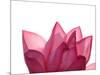 Lotus Flower in Full Bloom-Michele Molinari-Mounted Photographic Print