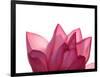 Lotus Flower in Full Bloom-Michele Molinari-Framed Photographic Print