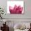 Lotus Flower in Full Bloom-Michele Molinari-Photographic Print displayed on a wall