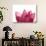 Lotus Flower in Full Bloom-Michele Molinari-Photographic Print displayed on a wall