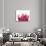 Lotus Flower in Full Bloom-Michele Molinari-Photographic Print displayed on a wall