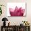 Lotus Flower in Full Bloom-Michele Molinari-Photographic Print displayed on a wall