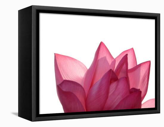 Lotus Flower in Full Bloom-Michele Molinari-Framed Stretched Canvas