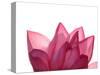Lotus Flower in Full Bloom-Michele Molinari-Stretched Canvas
