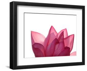 Lotus Flower in Full Bloom-Michele Molinari-Framed Photographic Print