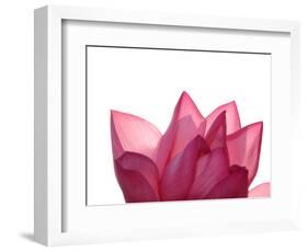 Lotus Flower in Full Bloom-Michele Molinari-Framed Photographic Print