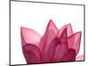 Lotus Flower in Full Bloom-Michele Molinari-Mounted Photographic Print