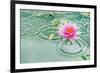 Lotus Flower in Pond Rain Drop-null-Framed Premium Giclee Print