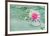 Lotus Flower in Pond Rain Drop-null-Framed Premium Giclee Print