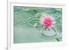 Lotus Flower in Pond Rain Drop-null-Framed Premium Giclee Print