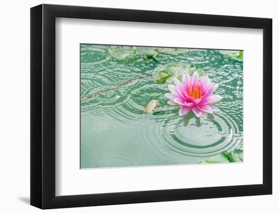 Lotus Flower in Pond Rain Drop-null-Framed Art Print