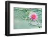 Lotus Flower in Pond Rain Drop-null-Framed Art Print