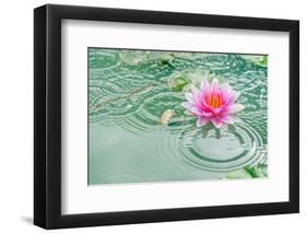 Lotus Flower in Pond Rain Drop-null-Framed Art Print