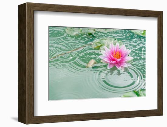 Lotus Flower in Pond Rain Drop-null-Framed Art Print