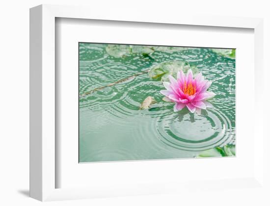 Lotus Flower in Pond Rain Drop-null-Framed Art Print