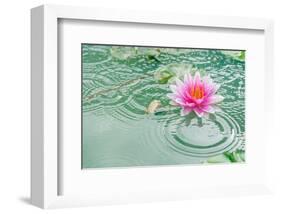 Lotus Flower in Pond Rain Drop-null-Framed Art Print
