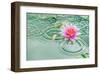 Lotus Flower in Pond Rain Drop-null-Framed Art Print