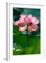 Lotus Flower in the Field-Hoang Nhiem-Framed Photographic Print