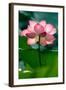 Lotus Flower in the Field-Hoang Nhiem-Framed Photographic Print