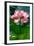 Lotus Flower in the Field-Hoang Nhiem-Framed Photographic Print