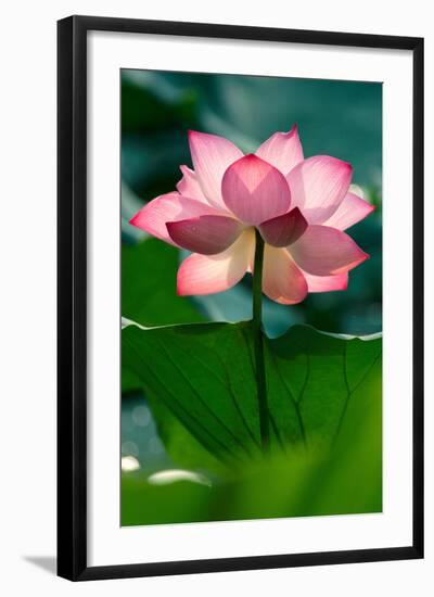 Lotus Flower in the Field-Hoang Nhiem-Framed Photographic Print