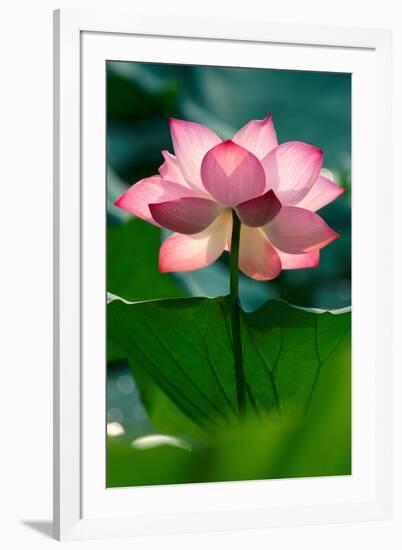 Lotus Flower in the Field-Hoang Nhiem-Framed Photographic Print