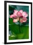 Lotus Flower in the Field-Hoang Nhiem-Framed Photographic Print