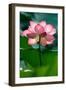 Lotus Flower in the Field-Hoang Nhiem-Framed Photographic Print