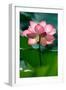 Lotus Flower in the Field-Hoang Nhiem-Framed Photographic Print