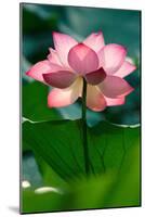 Lotus Flower in the Field-Hoang Nhiem-Mounted Photographic Print