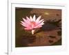 Lotus Flower in the Morning Light, Sukhothai, Thailand-Gavriel Jecan-Framed Photographic Print