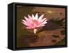 Lotus Flower in the Morning Light, Sukhothai, Thailand-Gavriel Jecan-Framed Stretched Canvas