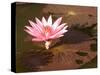 Lotus Flower in the Morning Light, Sukhothai, Thailand-Gavriel Jecan-Stretched Canvas