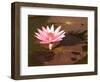 Lotus Flower in the Morning Light, Sukhothai, Thailand-Gavriel Jecan-Framed Photographic Print