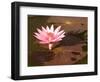 Lotus Flower in the Morning Light, Sukhothai, Thailand-Gavriel Jecan-Framed Photographic Print