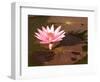 Lotus Flower in the Morning Light, Sukhothai, Thailand-Gavriel Jecan-Framed Photographic Print