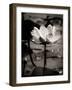 Lotus Flower IX-Debra Van Swearingen-Framed Photo