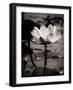 Lotus Flower IX-Debra Van Swearingen-Framed Photo