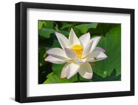 Lotus flower, Kyoto, Japan-Keren Su-Framed Photographic Print