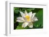 Lotus flower, Kyoto, Japan-Keren Su-Framed Photographic Print