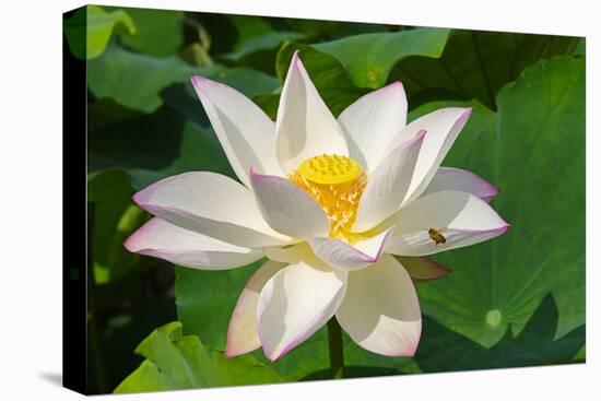 Lotus flower, Kyoto, Japan-Keren Su-Stretched Canvas