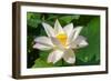 Lotus flower, Kyoto, Japan-Keren Su-Framed Photographic Print