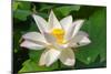Lotus flower, Kyoto, Japan-Keren Su-Mounted Photographic Print