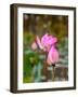 Lotus Flower, Lotus Flower (Nelumbo Nucifera), Bali-Hans Blossey-Framed Photographic Print