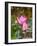 Lotus Flower, Lotus Flower (Nelumbo Nucifera), Bali-Hans Blossey-Framed Photographic Print