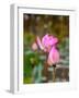 Lotus Flower, Lotus Flower (Nelumbo Nucifera), Bali-Hans Blossey-Framed Photographic Print