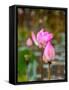 Lotus Flower, Lotus Flower (Nelumbo Nucifera), Bali-Hans Blossey-Framed Stretched Canvas