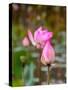 Lotus Flower, Lotus Flower (Nelumbo Nucifera), Bali-Hans Blossey-Stretched Canvas