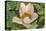 Lotus Flower (Nelumbo Nucifera), Near the Village of Kampong Tralach, Cambodia, Indochina-Michael Nolan-Stretched Canvas