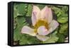 Lotus Flower (Nelumbo Nucifera), Near the Village of Kampong Tralach, Cambodia, Indochina-Michael Nolan-Framed Stretched Canvas